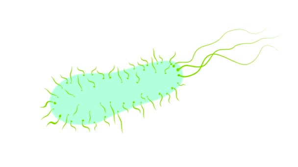 Animación Gráficos Movimiento Que Muestran Una Bacteria Microscópico Organismo Forma — Vídeos de Stock