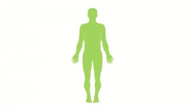 2d Animasyon hareket grafikler insan vücudunun anatomisi gösteren ön görünüm titreşen, dalgalı, hd yüksek çözünürlüklü alfa mat ile beyaz ekran ve mavi ekranda yanıp sönen retro tarzı yapılır.