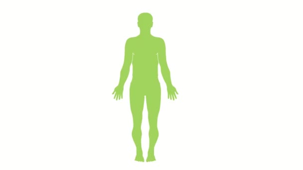 Animovaná Grafika Znázorňující Anatomii Lidského Těla Stojícího Zepředu Pohled Blikání — Stock video