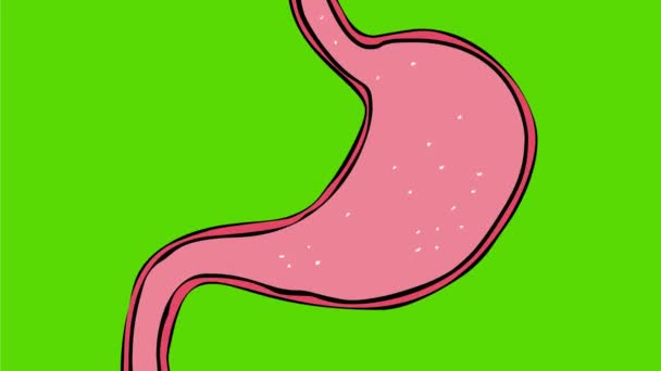 Animación Gráficos Movimiento Dibujo Una Anatomía Del Estómago Humano Pantalla — Vídeo de stock