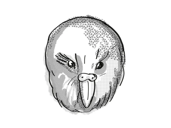 Desenho retrô de desenhos animados de pássaros da Nova Zelândia kakapo — Fotografia de Stock