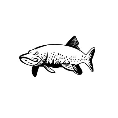 Kuzey turna balığı, göl turna balığı, Kuzey turna balığı, Esox cinsi etobur bir balık türüdür ve siyah-beyaz olarak izole edilmiş arka planda yüzer..