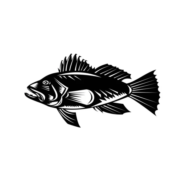 Retro Woodcut Style Illustration Black Sea Bass Centropristis Striata Exclusively — Vector de stock