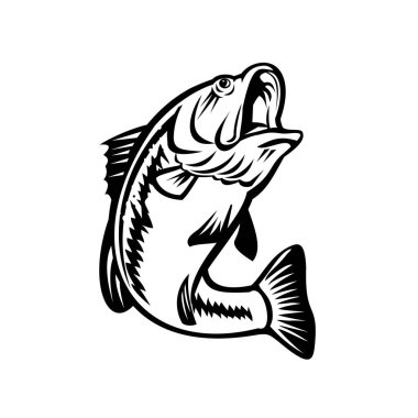 Illustration of a bucketmouth bass or largemouth, species of black bass and a carnivorous freshwater gamefish, swimming down on isolated background done in retro black and white style. clipart