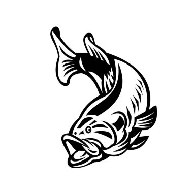 Illustration of a largemouth bass (Micropterus salmoides), species of black bass and a carnivorous freshwater gamefish, swimming down on isolated background done in retro black and white style. clipart