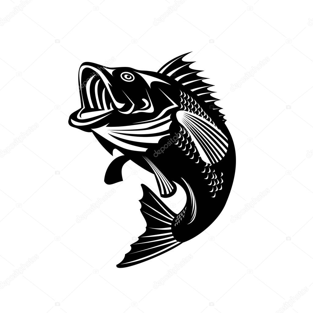 Illustration of a Florida largemouth bass, buckemouth or widemouth bass, species of black bass and a carnivorous freshwater gamefish, swimming up done in retro black and white style.