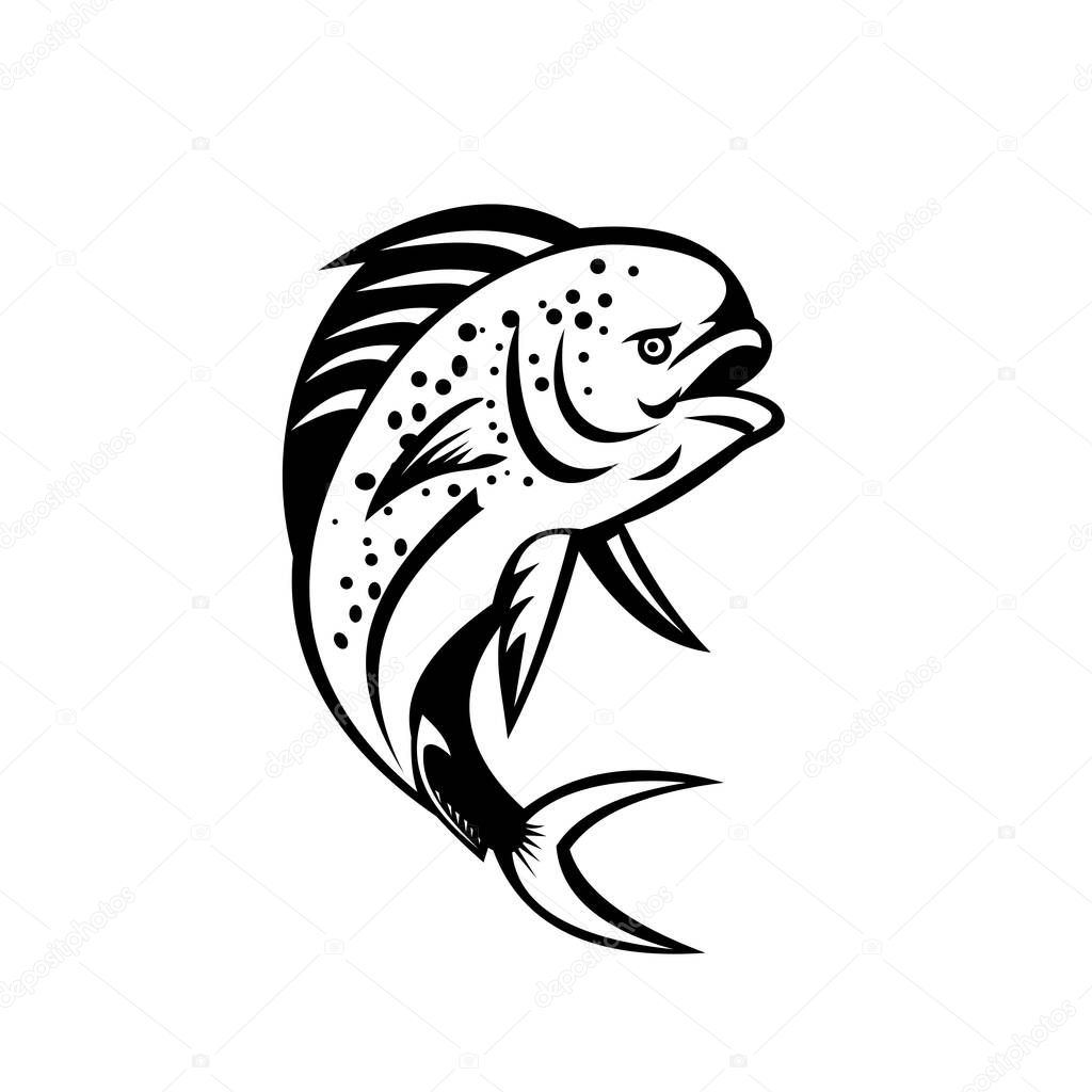 Retro style illustration of a pompano dolphinfish (Coryphaena equiselis), a surface-dwelling ray-finned fish, jumping up done in black and white on isolated background.