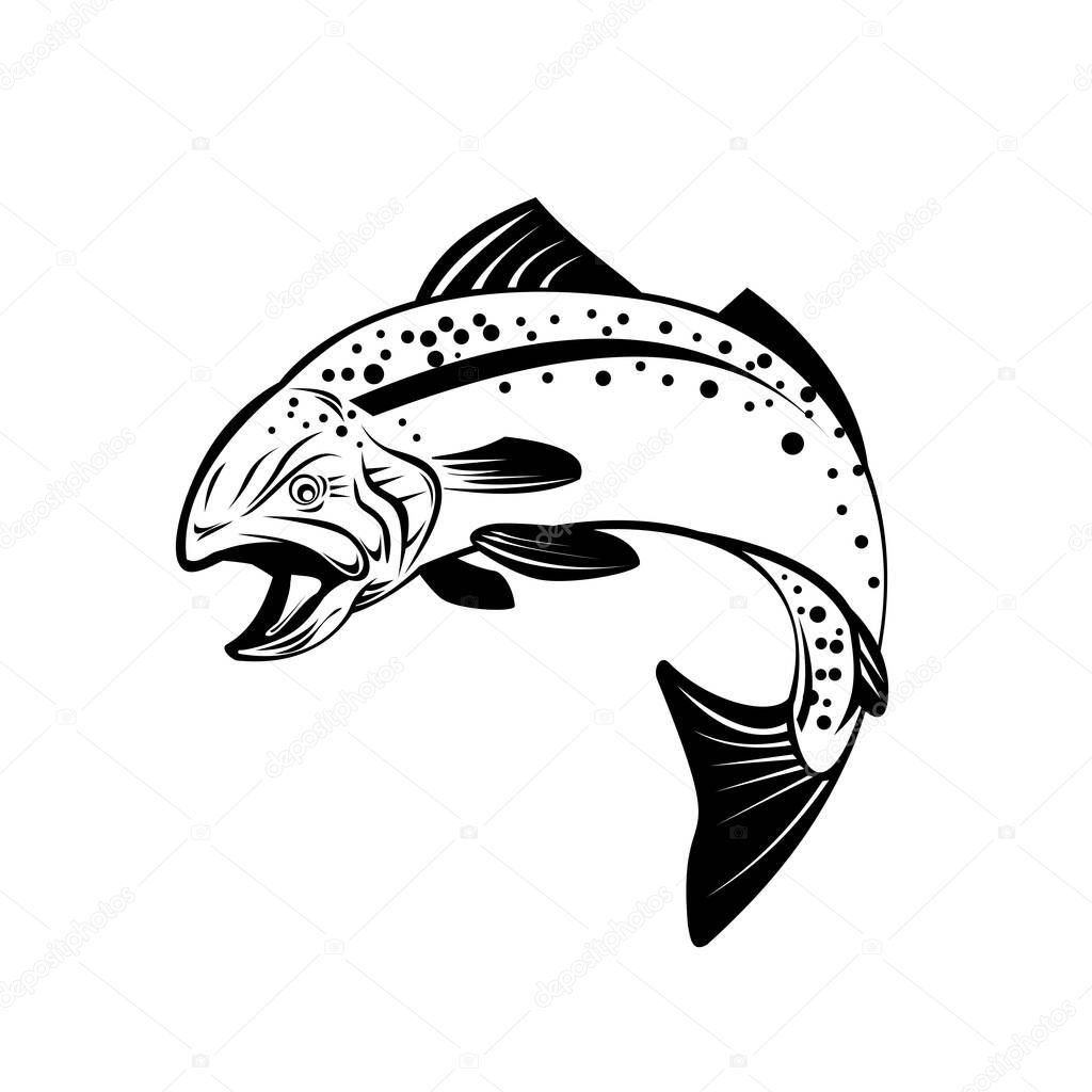 Retro style illustration of speckled trout, spotted seatrout, or Cynoscion nebulosus, a common estuarine fish jumping up on isolated black and white background.