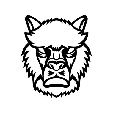 Kızgın bir alpaka (Vicugna pacos) ya da Güney Amerika kamelyasının evcilleştirilmiş bir türü olan lama 'nın başındaki siyah beyaz maskot çizimi, ön taraftan izole edilmiş arka planda retro tarzında görülür..