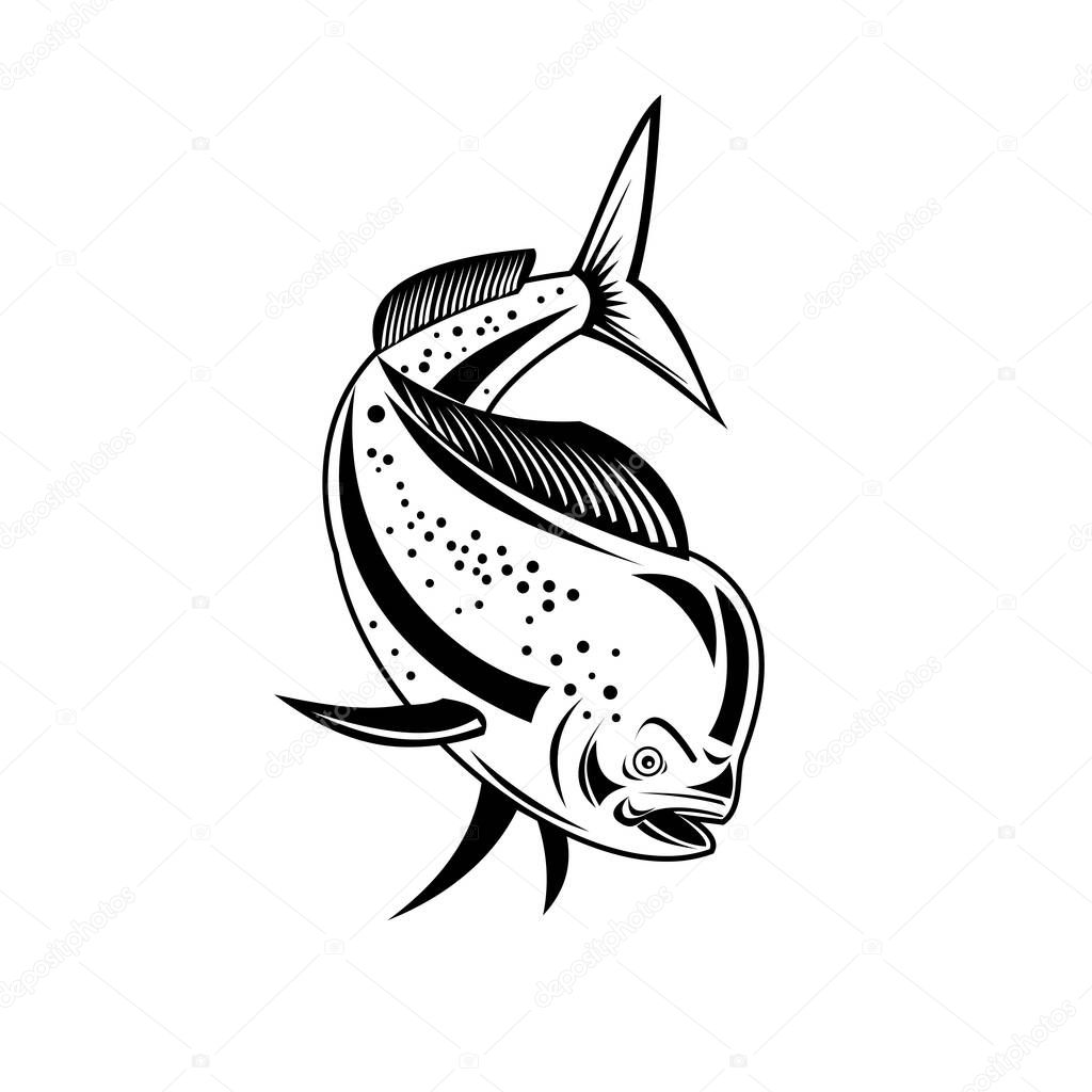 Retro style illustration of a mahi-mahi, dorado or common dolphinfish (Coryphaena hippurus), a surface-dwelling ray-finned fish, diving down done in black and white on isolated background.
