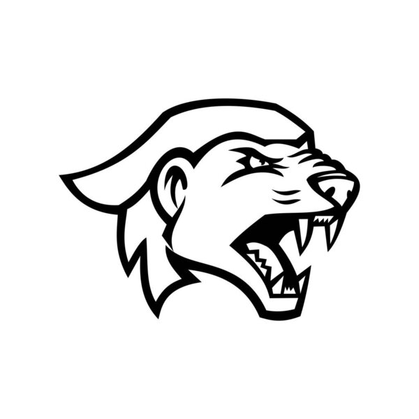 Black and White illustration of head of angry and aggressive honey badger Mellivora capensis, also known s the ratel  viewed from side on isolated background in retro style.