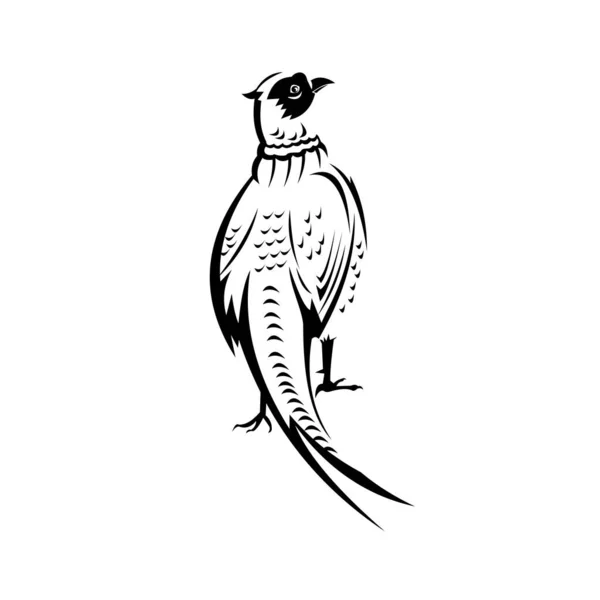 Retro Black White Style Illustration Ring Necked Pheasant Common Pheasant — Archivo Imágenes Vectoriales