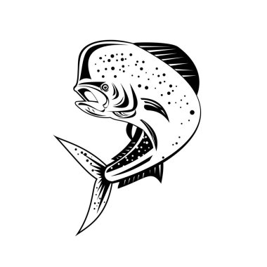 Retro style illustration of a mahi-mahi, dorado or common dolphinfish Coryphaena hippurus, a surface-dwelling ray-finned fish, jumping up high done in black and white on isolated background. clipart