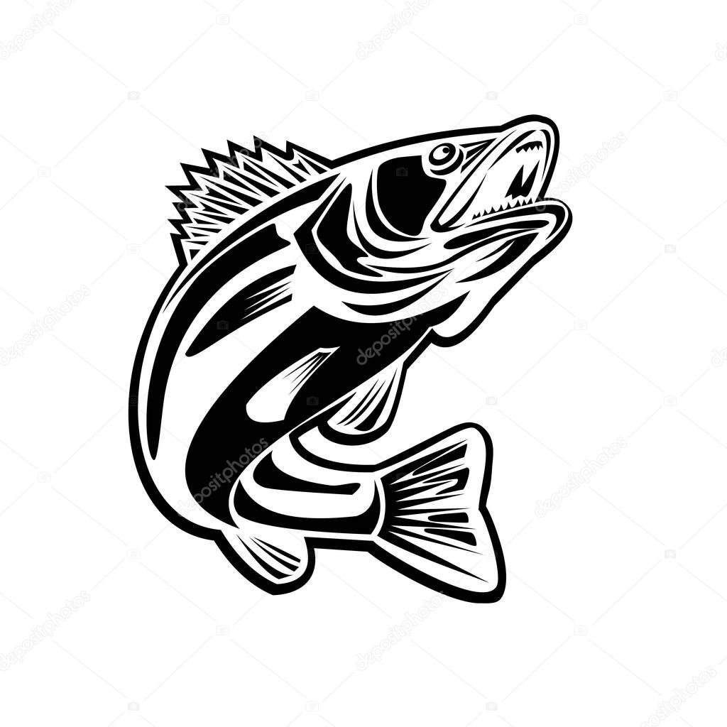 Black and white illustration of a barramundi or Asian sea bass or Lates calcarifer jumping up viewed from the side in gold brass color done in retro style. 