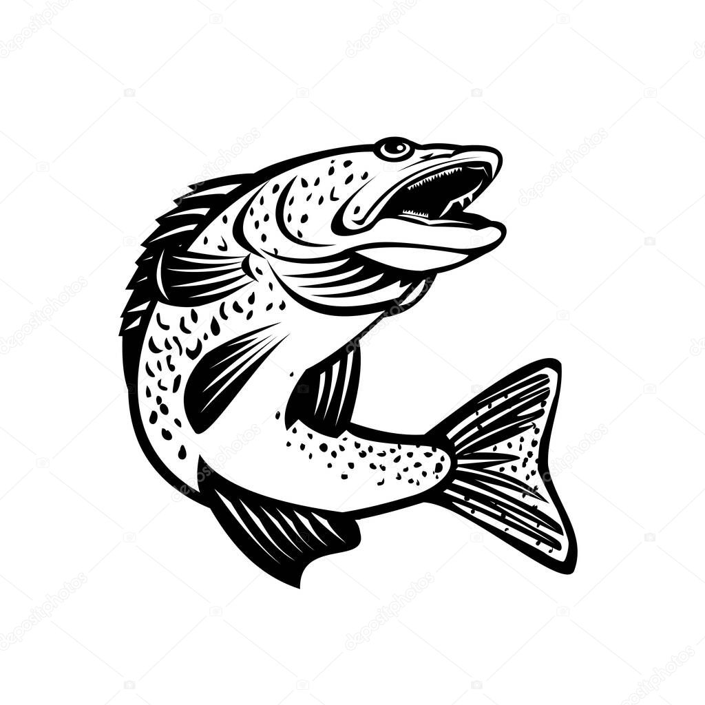 Retro black and white style illustration of a walleye Sander vitreus or yellow pike, a freshwater perciform fish native to Canada and Northern United States viewed from side on isolated background.