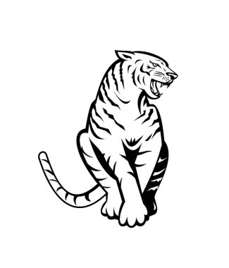 Kızgın bir Bengal kaplanının arka planda izole edilmiş arka planda oturup homurdanmasının siyah-beyaz çizimi..