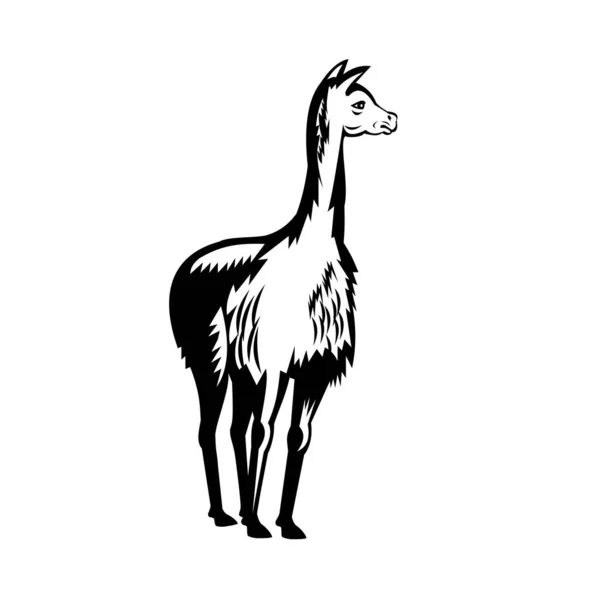 Retro Xilogravura Estilo Preto Branco Ilustração Vicuna Vicugna Camelídeos Sul —  Vetores de Stock