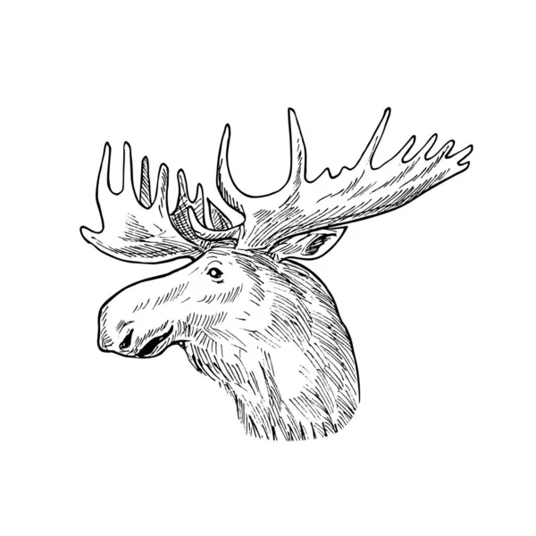 Scratchboard Style Illustration Head Bull Moose Elk Alces Alces Largest — стоковый вектор