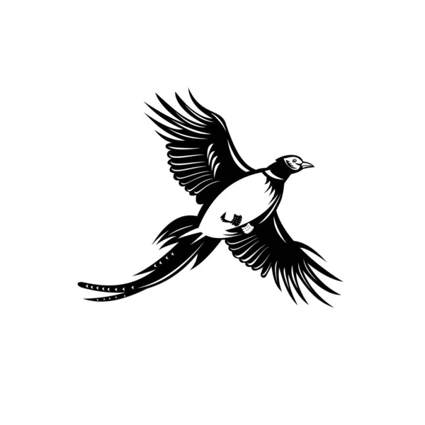 北米のゲーム鳥 リングネックのキジのレトロなスタイルのイラストは 黒と白のスタイルで行われた孤立した背景に低い角度から見上げられました — ストックベクタ