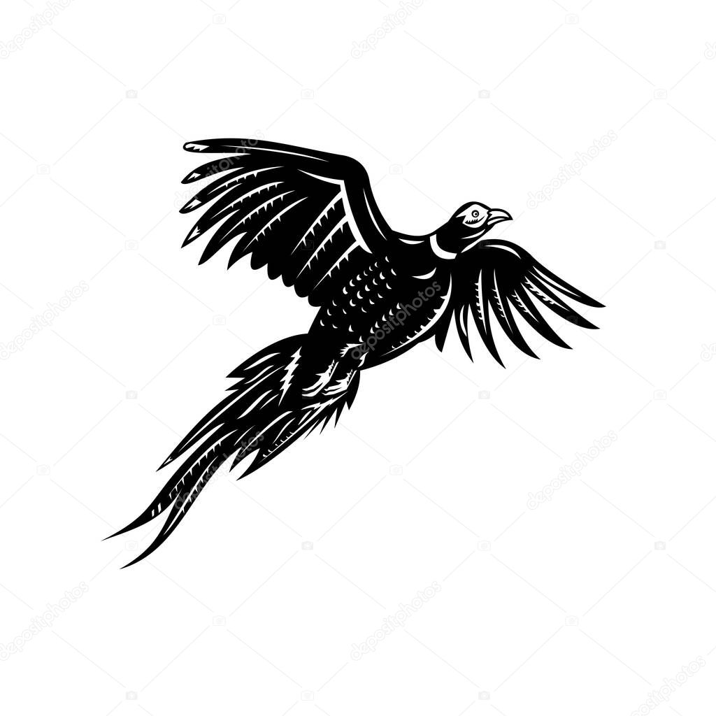 Retro style illustration of a ring-necked pheasant or common pheasant, a game bird flying viewed from low angle on isolated background done in black and white style.