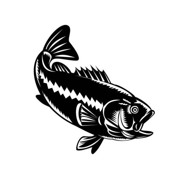 大規模な低音のイラスト Micropterus Salmoides 黒低音の種と肉食淡水魚 レトロな木版画黒と白のスタイルで行われたダイビング — ストックベクタ