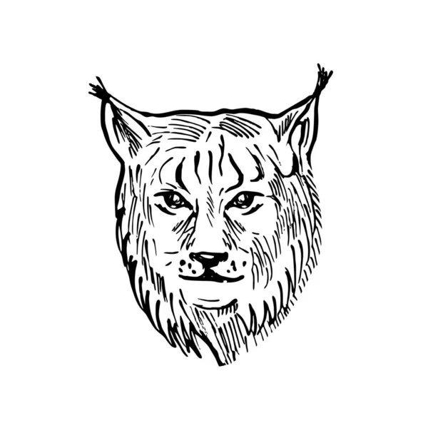 Scratchboard Styl Ilustracja Głowy Eurazjatyckiego Rysia Średniego Rozmiaru Dziki Kot — Wektor stockowy