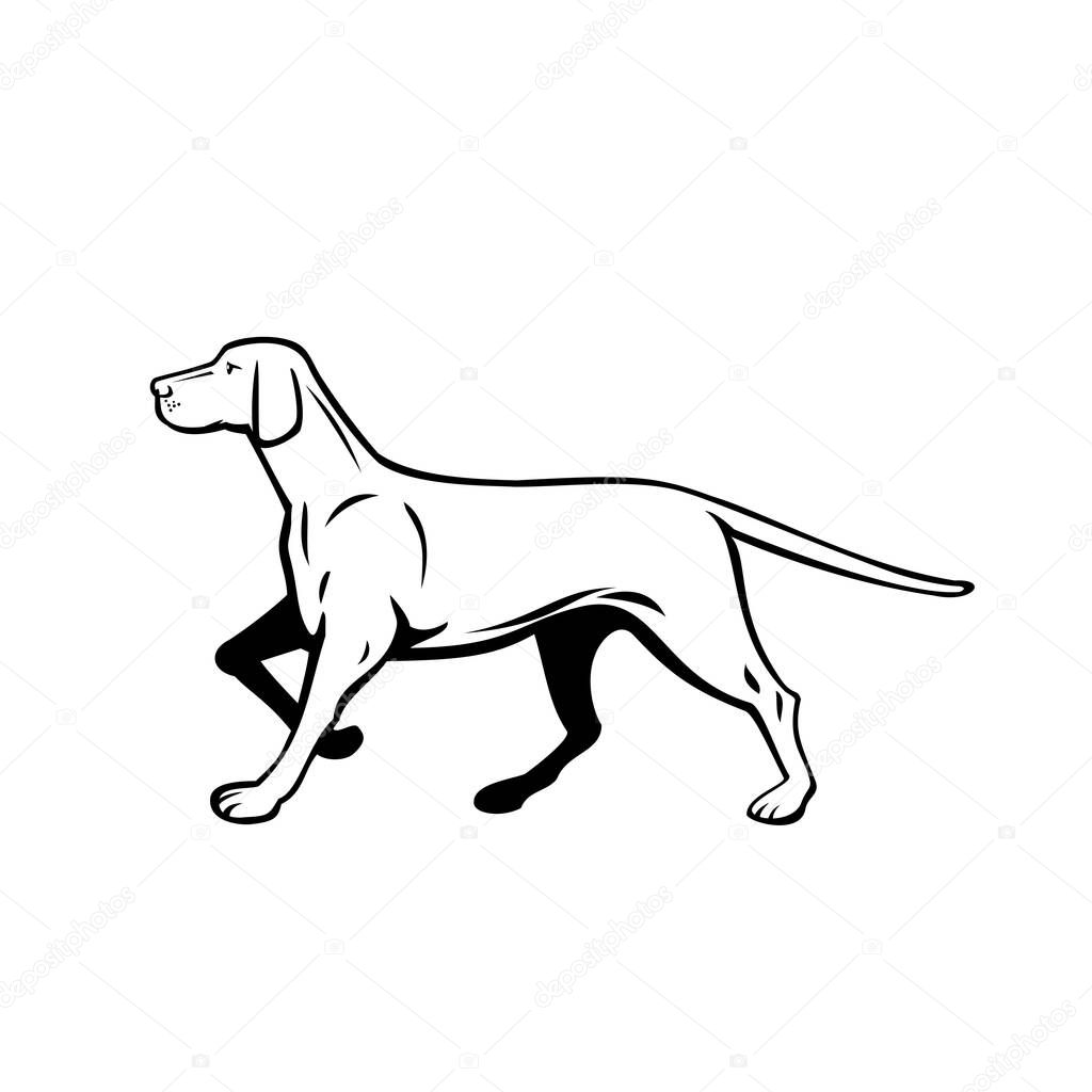Retro style illustration of a Hungarian or Magyar Vizsla pointer dog, a sporting or hunting dog and loyal companion, walking stalking viewed from side on isolated background done in black and white.