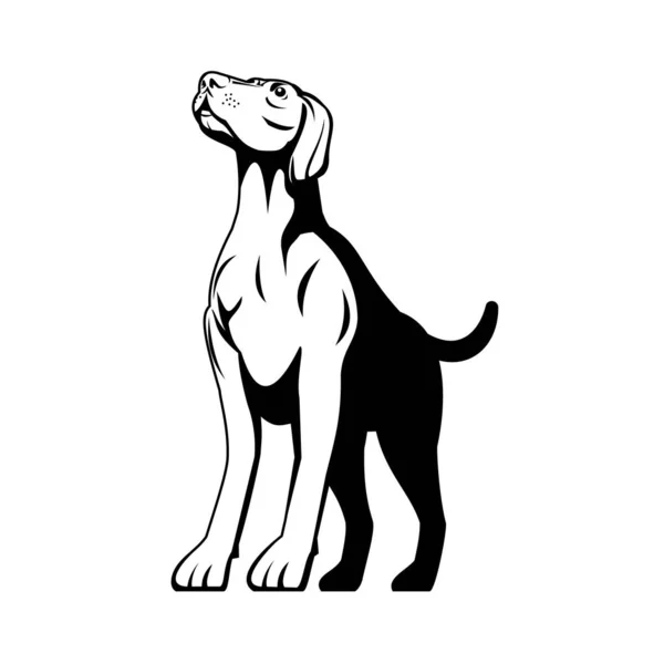 ドイツで開発された中規模から大規模な狩猟と銃犬であるドイツの短髪ポインタのレトロなスタイルのイラストは 低角度の孤立した背景黒と白の上から見た — ストックベクタ