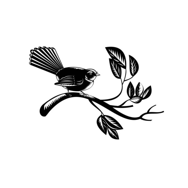 Retro woodcut style illustration of a New Zealand fantail Rhipidura fuliginosa, a small insectivorous bird with distinctive fanned tail perching on branch on isolated background in black and white.
