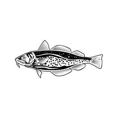 Atlantik morinası Gadus Morhua 'nın Retro stili. Gadidae familyasından ticari olarak 