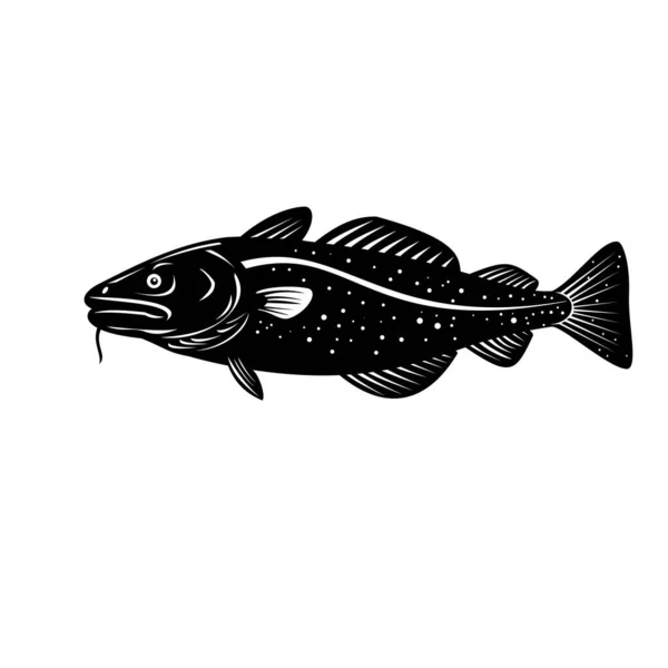 大西洋のタラの木版画風のイラストガドゥス モーフア Gadus Morhua 黒と白の独立した背景から見ることができるタラやタラとして商業的に知られるガドゥス家の底生魚です — ストックベクタ
