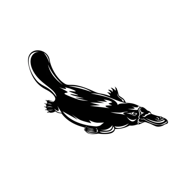 一种产于澳大利亚的半水生产卵哺乳动物 鸭嘴鸭嘴兽 Ornithorhynchus Anatinus 的复古木雕风格图例 在黑白隔离的背景下游泳 — 图库矢量图片