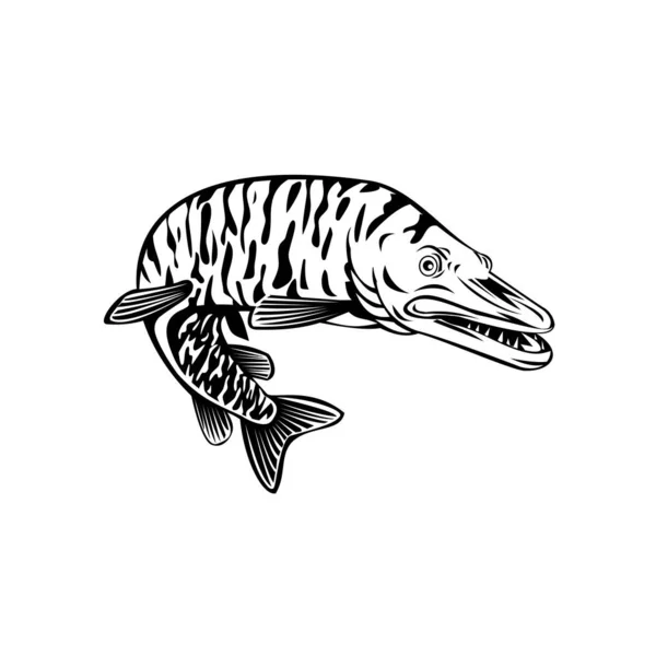 Retro Style Illustration Tiger Muskellunge Esox Masquinongy Tiger Muskie Carnivorous — ストックベクタ