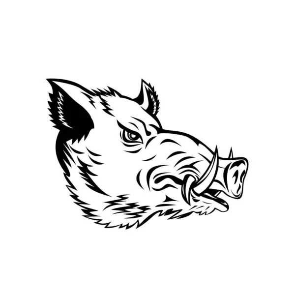 野猪头 Sus Scrofa 普通野猪的吉祥物 原产于古北地区 背景孤立 黑白复古风格 — 图库矢量图片