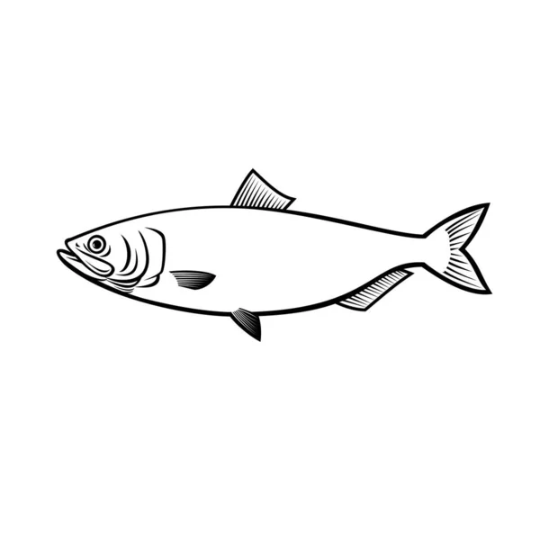 Stencil Illustration Blueback Herring Blueback Shad Alosa Aestivalis Una Specie — Vettoriale Stock