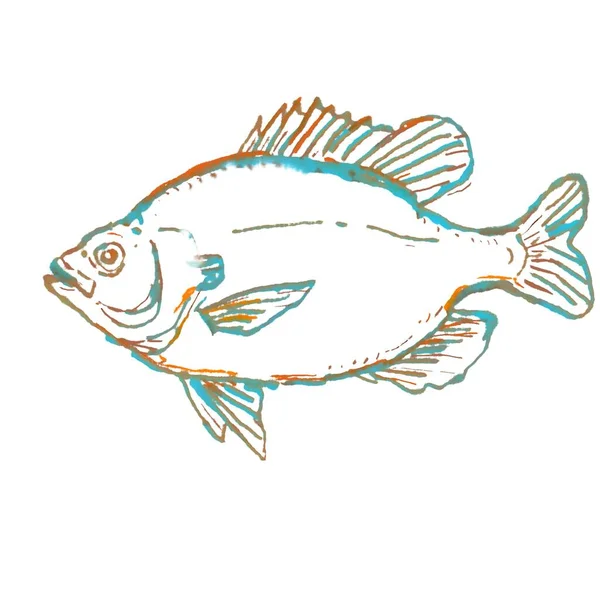 Watercolor Painting Illustration Bluegill Lepomis Macrochirus Viewed Side Isolated White — Stock Photo, Image