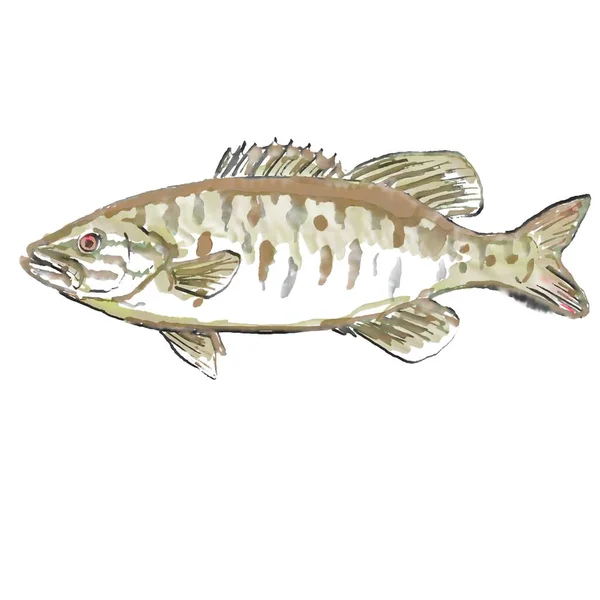 Pittura Acquerello Illustrazione Basso Smallmouth Micropterus Dolomieu Sfondo Bianco Isolato — Foto Stock