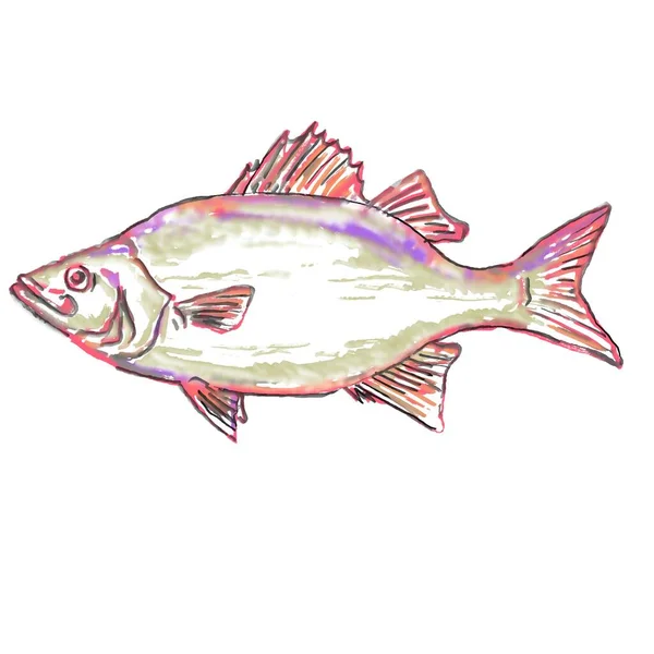 Watercolor Painting Illustration White Bass Morone Chrysops Member Temperate Bass — Stock Photo, Image