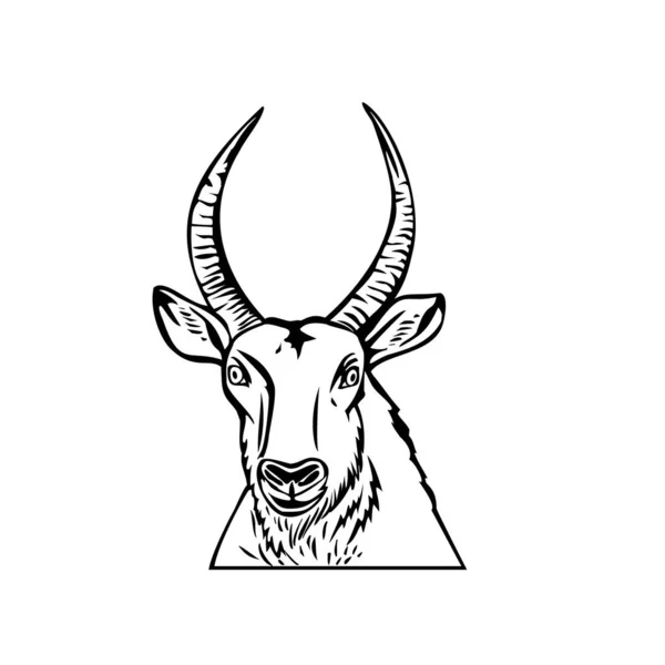 在撒哈拉沙漠以南的非洲地区广泛发现的大型羚羊Defassa Waterbuck的头部的图片说明 从正面看 是以黑白复古风格制作的孤立背景 — 图库矢量图片
