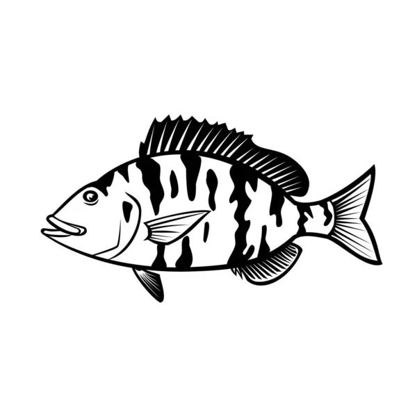 Cartoon Style Illustration Pigfish Orthopristis Chrysoptera Piggy Perch Member Grunt — Stock Vector