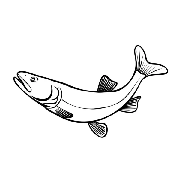 复古风格的科罗拉多琵琶鱼 Ptychocheilus Lucius 或科罗拉多乌贼 Colorado Squawfish 的例证 一种原产于科罗拉多河的大型琵琶鱼 在黑白相间的孤立背景下跳跃 — 图库矢量图片