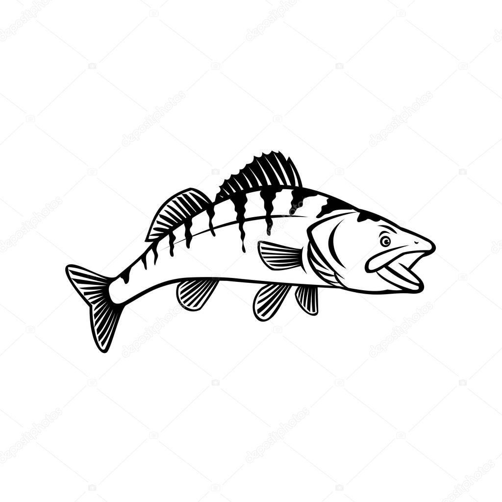 Stencil illustration of a walleye, yellow pike or yellow pickerel, a freshwater perciform fish native to Canada and United States, side view on isolated white background black and white retro style.