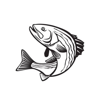 Retro style illustration of a striped bass, Morone saxatilis, Atlantic striped bass, striper, linesider, rock or rockfish, an anadromous perciform fish jumping up isolated done in black and white. clipart