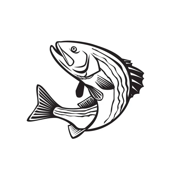 复古风格的例子 一个带条纹的低音 Morone Saxatilis 大西洋带条纹的低音 脱衣舞娘 岩石或岩石鱼 一个无齿的腹股沟鱼跳起来孤立地在黑白 — 图库矢量图片