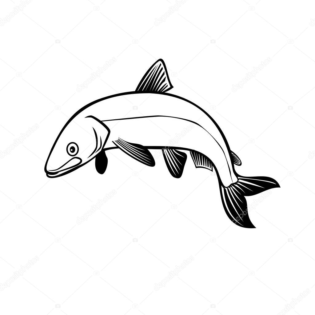 Retro style illustration of a bloater or Coregonus hoyi, a species or form of freshwater whitefish in the family Salmonidae, jumping up on isolated background done in black and white.