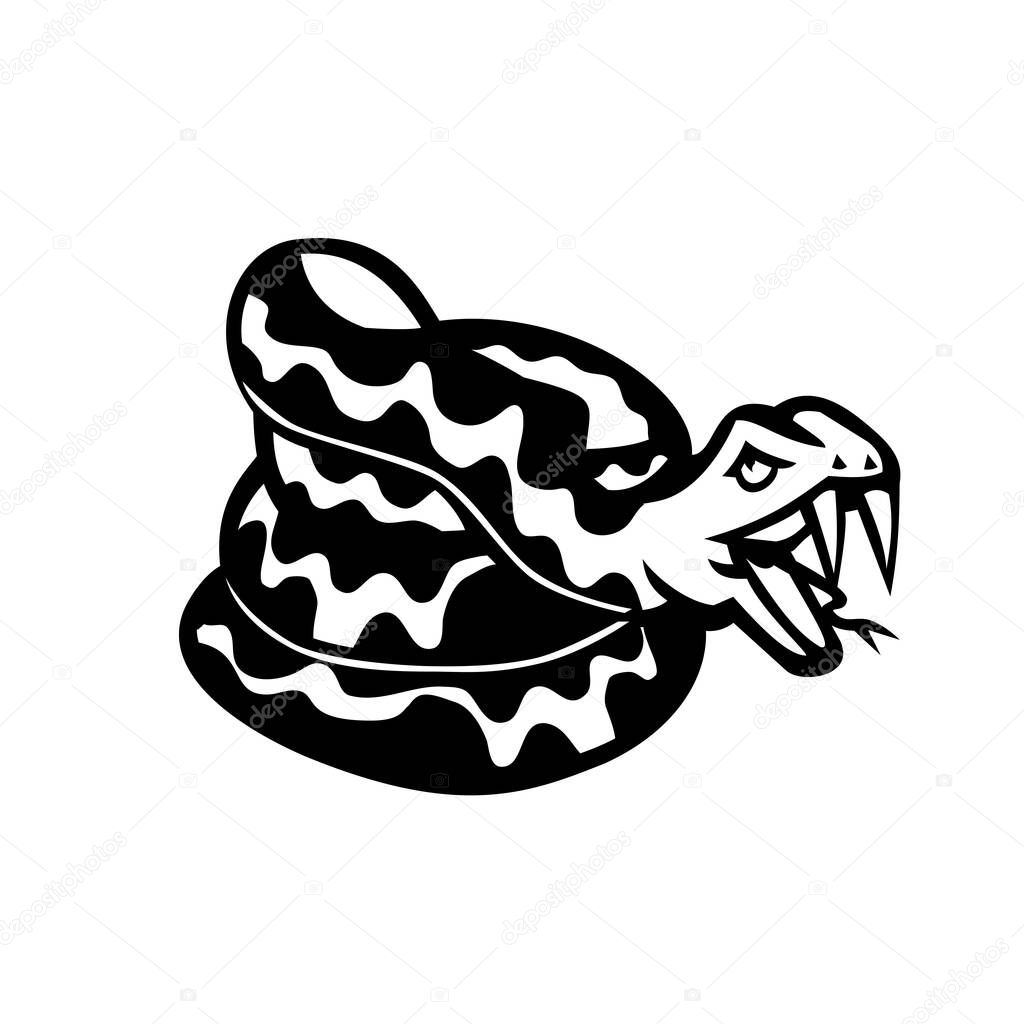 Black and white illustration of head of an aggressive coiled snake, viper or  python don't tread on me viewed from side on isolated background in retro style.