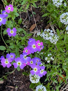 Kar Halısı Alyssum veya Lobularia maritima çiçeğinin fotoğrafı, her yıl çiçek açan bir bitki..