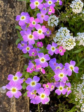 Kar Halısı Alyssum veya Lobularia maritima çiçeğinin fotoğrafı, her yıl çiçek açan bir bitki..