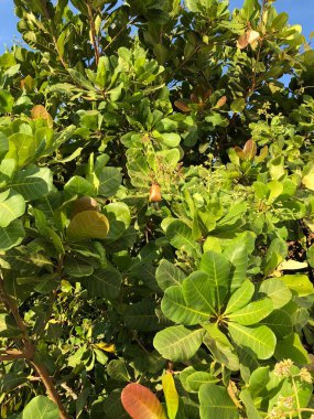 Bitki meyvesi, kaju ağacı anacardium occidentale fotografı, kaju tohumu ve kaju elması üreten tropikal yemyeşil bir ağaç.