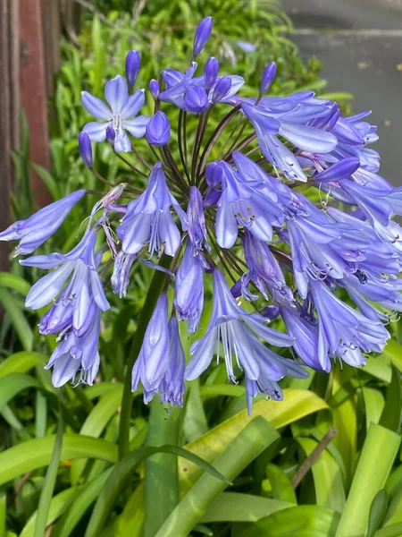 Kuva Kukka Agapanthus Näyttävä Kukkia Värejä Kuten Sininen Violetti — kuvapankkivalokuva